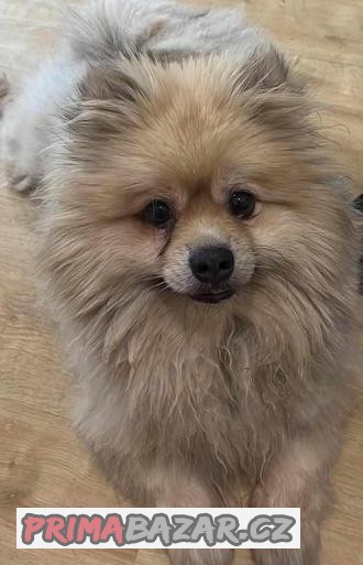 Pomeranian Tobiáš