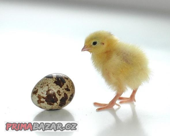 Násadová vejce křepelky AKCE 8 kč