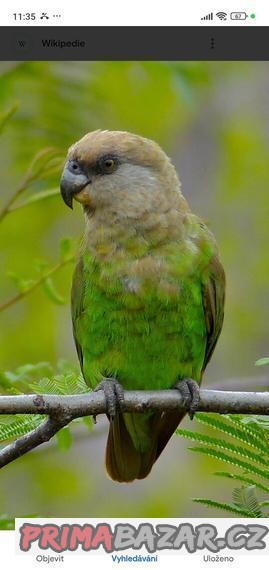 Papoušek hnědohlavý (Poicephalus cryptoxanthus)