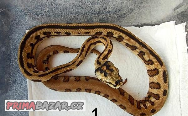 Krajta kobercová ( morelia spilota)