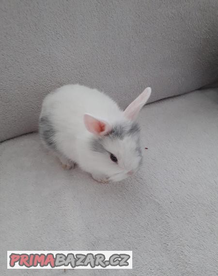 Mláďata zakrslého králíčka