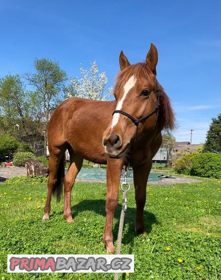 Appaloosa kobylka