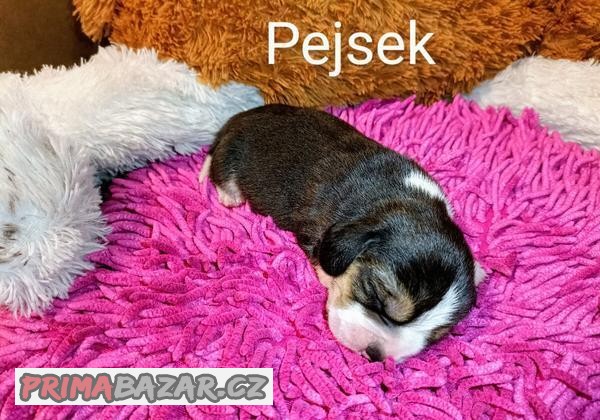 Rezervace štěněte Beagla (Bígla) s PP