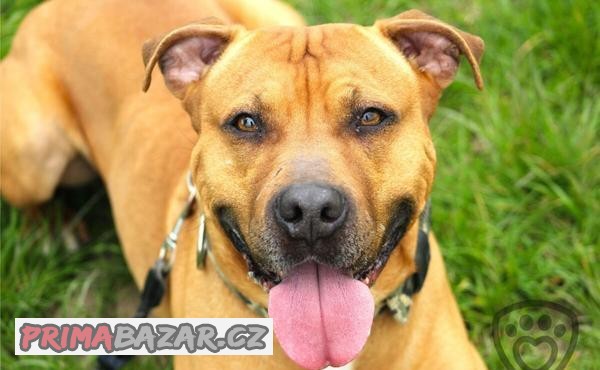 Cooky - Americký pitbulteriér bez PP