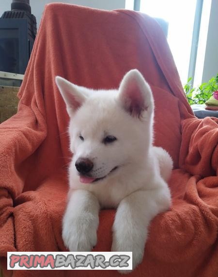 Štěňátko Akita Inu