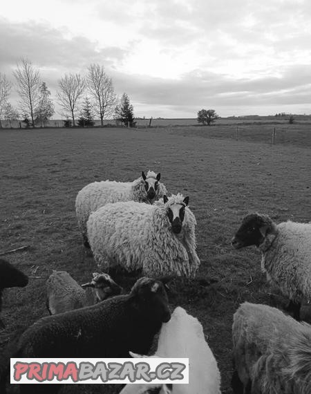 Ovce Kerry Hill