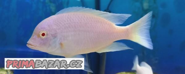 Cyrtocara moorii Albino