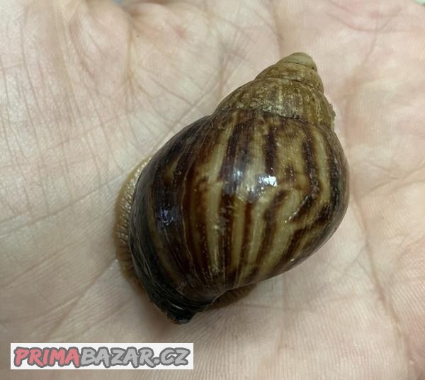 achatina - africký šnek