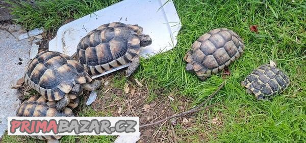 suchozemská želva (mláďata 2023), rozvoz, terária