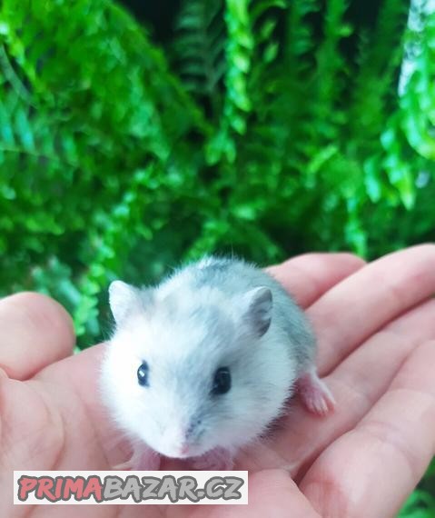 Křečík Džungarský (Křeček)