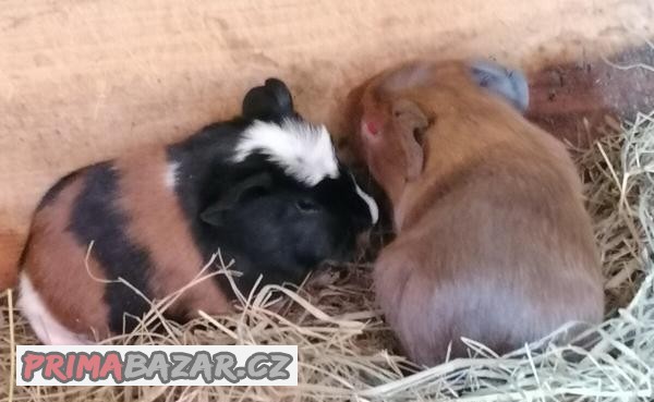 CUY MORČATA