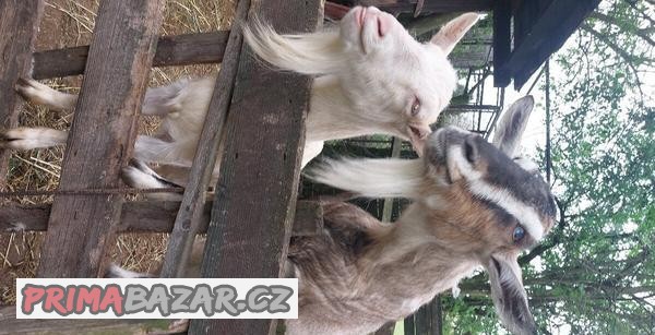 Prodáme 2 kozy