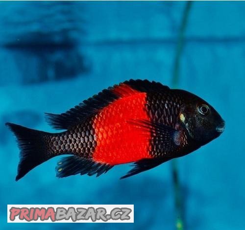 Tropheus sp. black bemba