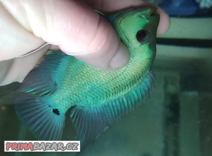 Flowerhorn thai silk shortbody