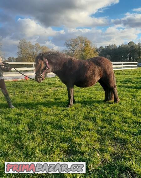 Klisna shetland pony 3roky, KVH cca 100cm