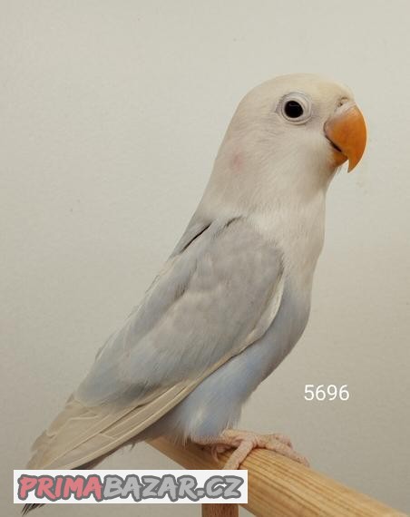 agapornis fischeri s  /DNA/ Jižní čechy