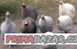 Perlička kropenatá