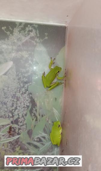 rosnicka-karolinska-hyla-cinerea