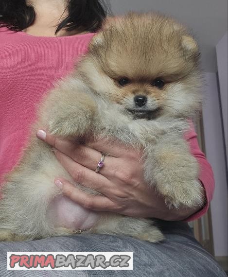 Pomeranian fena s PP FCI