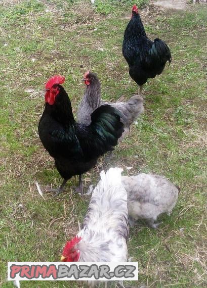 Násadová vejce Žerzejský obr - Jersey Gigant