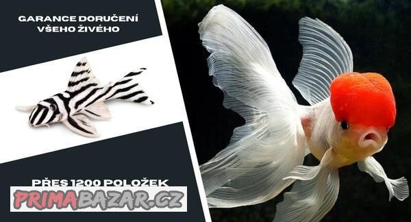 Největší ON-LINE AKVARISTIKA - www.shrimpaqua.eu