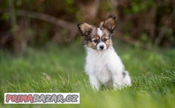 Papillon s PP