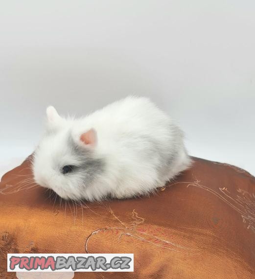 Zakrslí teddy králíci