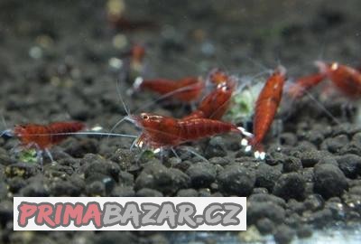 Krevetky caridina taiwan bee red ruby extreme