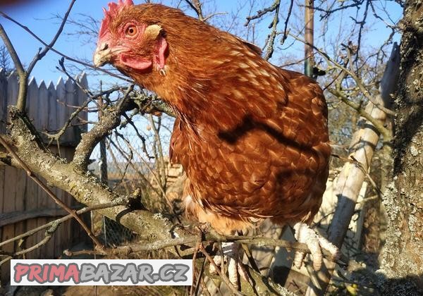 Slepice   Dominant  hnědé  roční