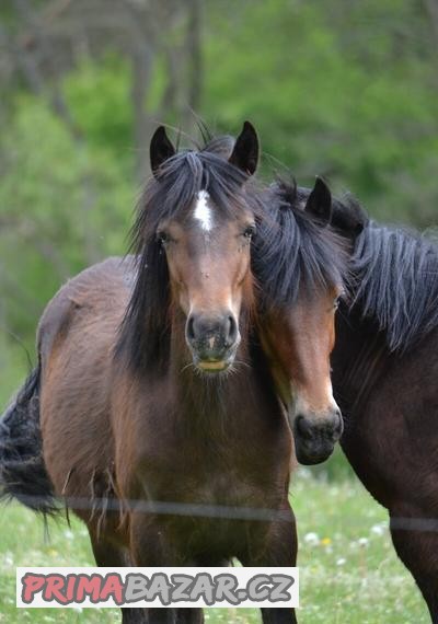 Kobylky WELSH COB