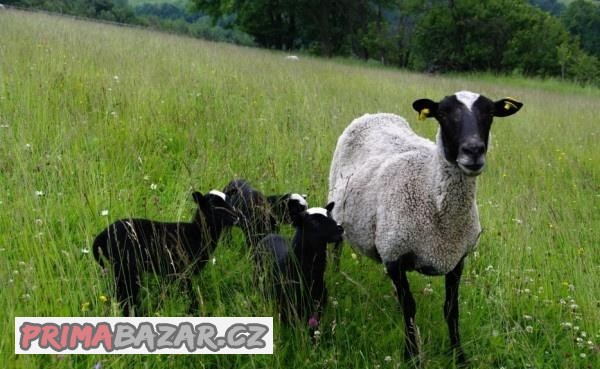 Jehňata 3 měsíce ihned k odběru