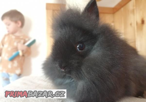Zakrslý lvíček - očkovaná dvouměsíční mláďata