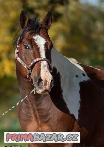 Výjimečný PAINT Horse plemeník, homozygot, 7 panel NN