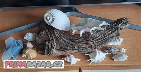 Velký akvarijní kořen + škeble