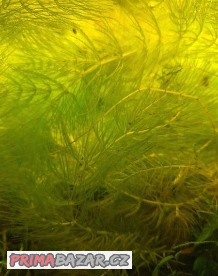 Přenechám přebytky akvarijní rostliny - Růžkatec ostnitý