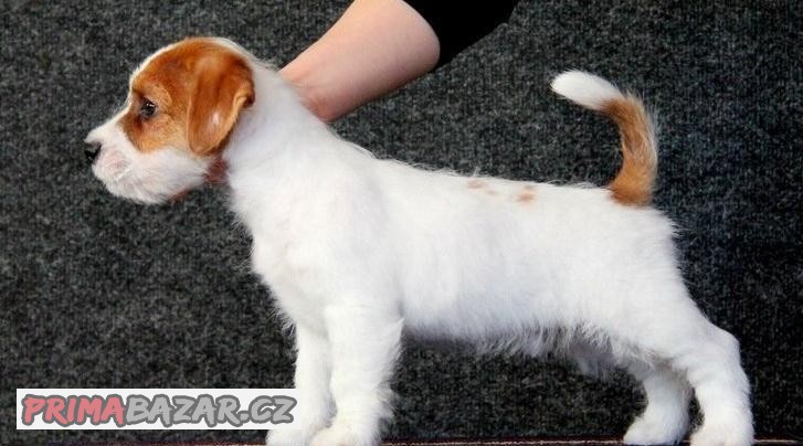 Jack Russel teriér