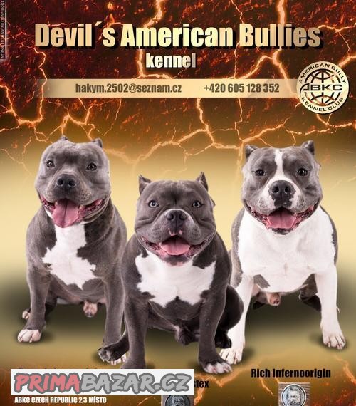 American Bully krytí