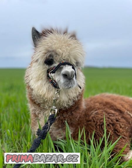 Lama alpaka - mláďata