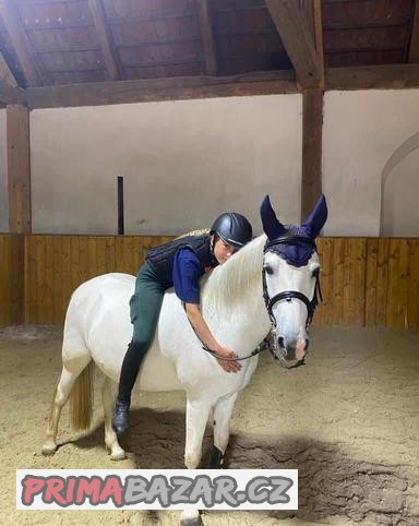 Prodej holanské klisny pony