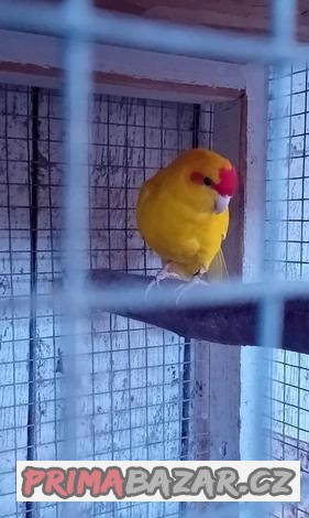 Kakariki 1.0