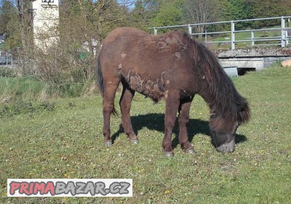 Shetlandská klisnička Fidorka
