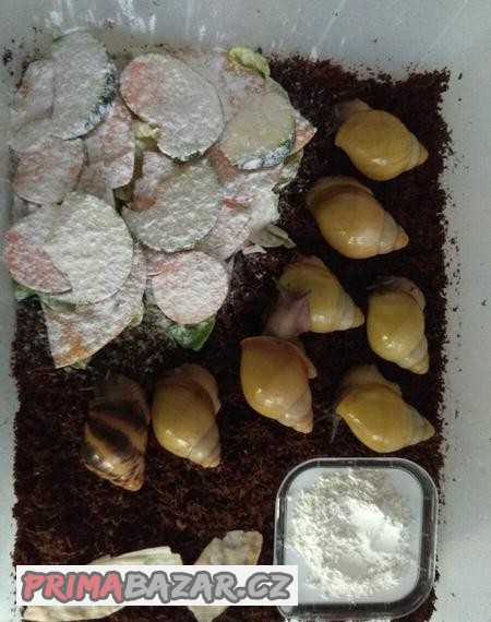 Africký šnek Archachatina Marginata Candefacta Albino Shell