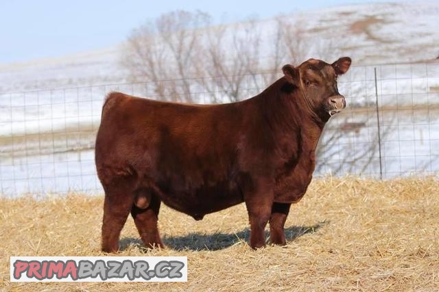 Plemenný býk Aberdeen Angus