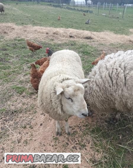Beran TEXEL