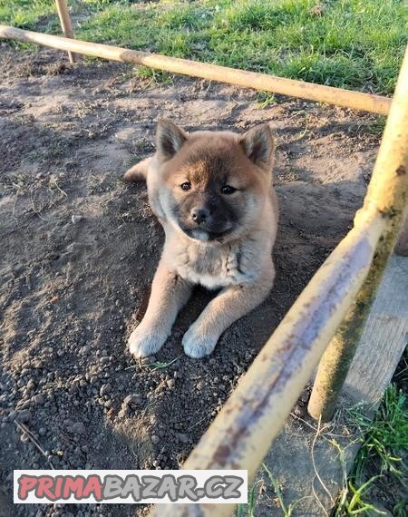 Shiba