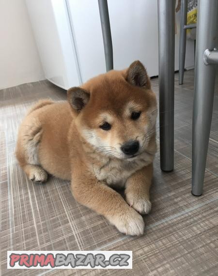 Krytí Shiba-Inu