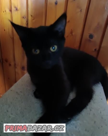Daruji  skoro 2 letou kočičku