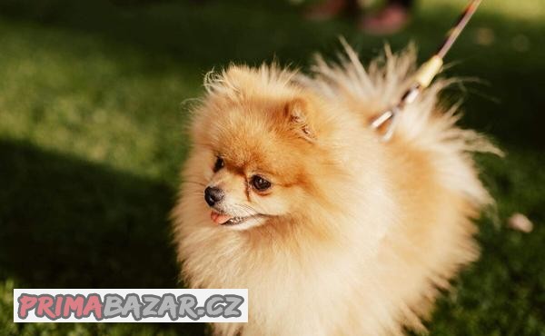 pomeranian-pejsek-ke-kryti-pripousteni