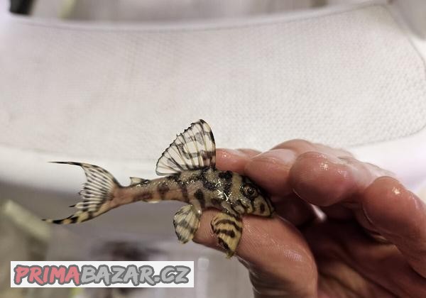 Hypancistrus L236 Super Yellow