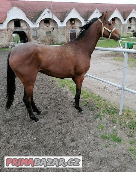 Velmi pekná a charakterná kobyla